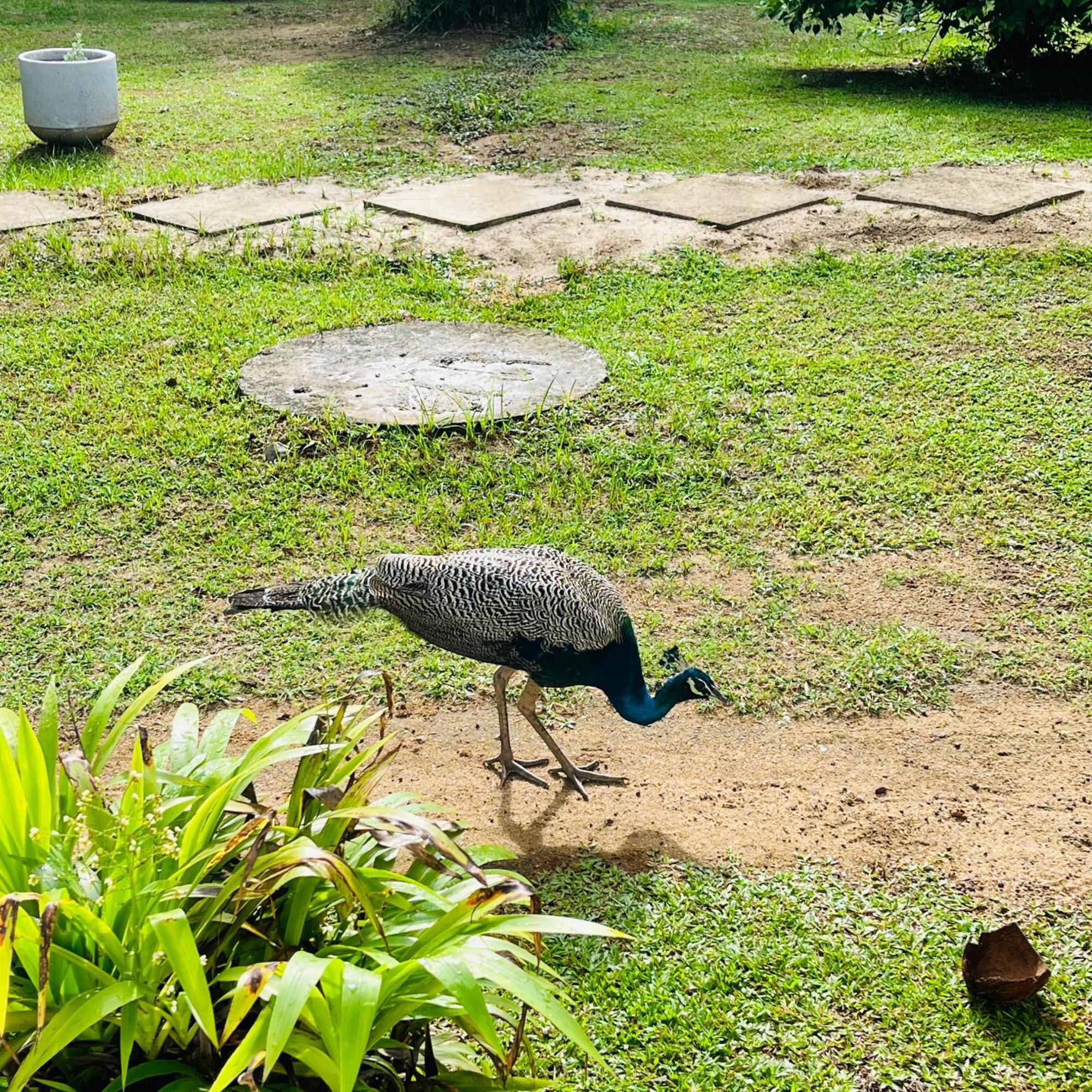 Hanguk Lanka Lagoon Villa Tangalle Eksteriør billede
